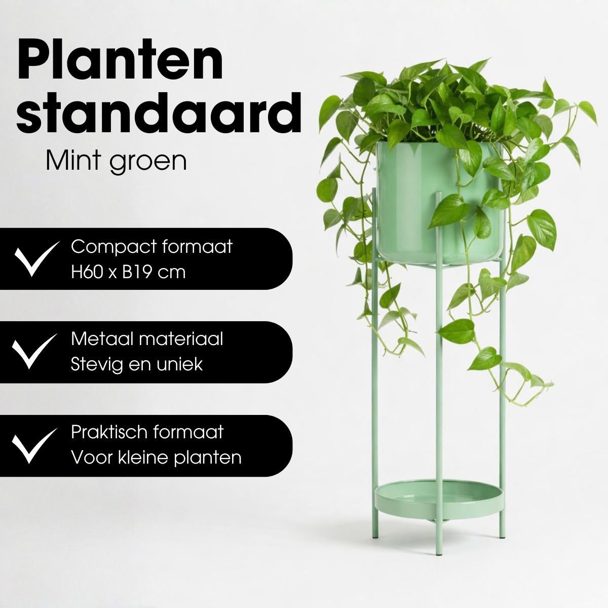 Blumentopf in Colyn Groen