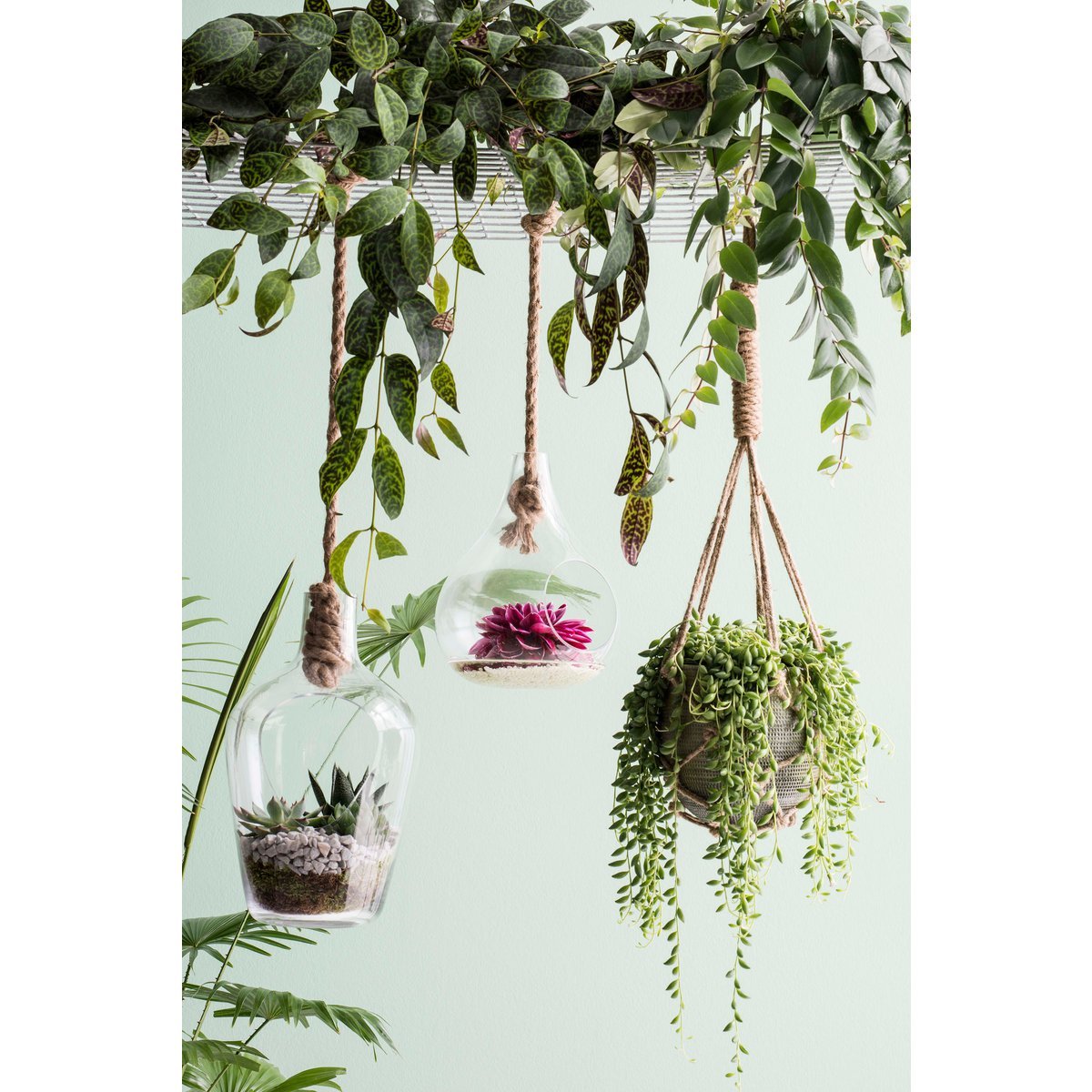 Fittonia Künstliche Hängepflanze – L15 x B30 x H80 cm – Grün