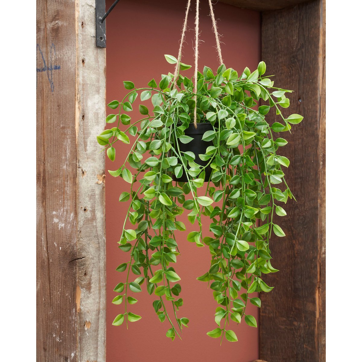 Künstliche Hängepflanze Ficus – H81 cm – Grün