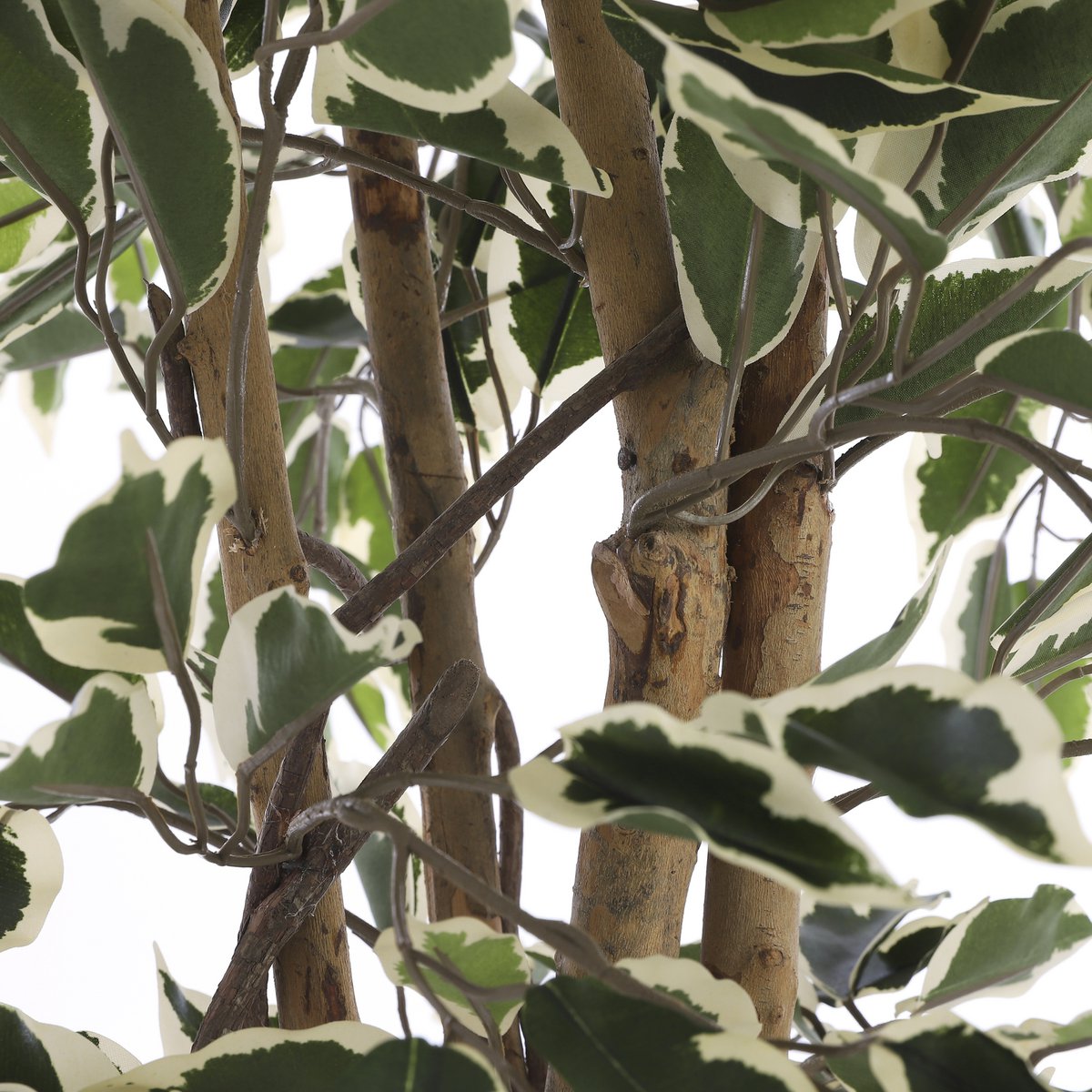 Künstliche Ficus-Pflanze – H150 x Ø75 cm – grün bunt