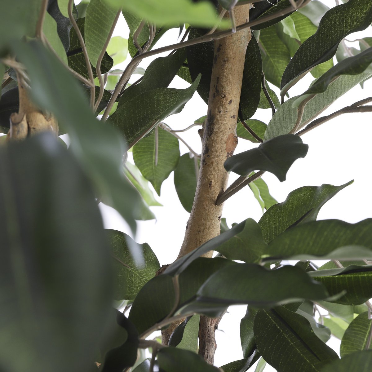 Künstliche Ficus-Pflanze – H150 x Ø85 cm – Grün