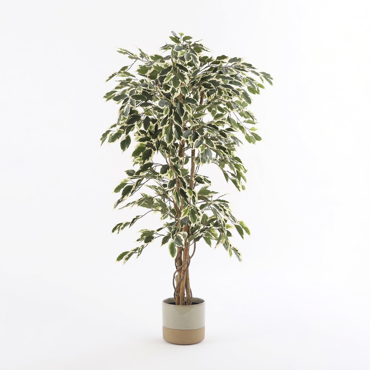 Künstliche Ficus-Pflanze – H150 x Ø75 cm – grün bunt
