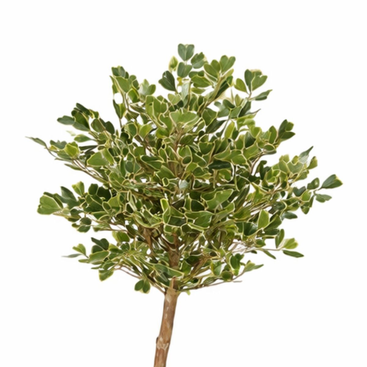 Künstliche Pflanze Ficus Green