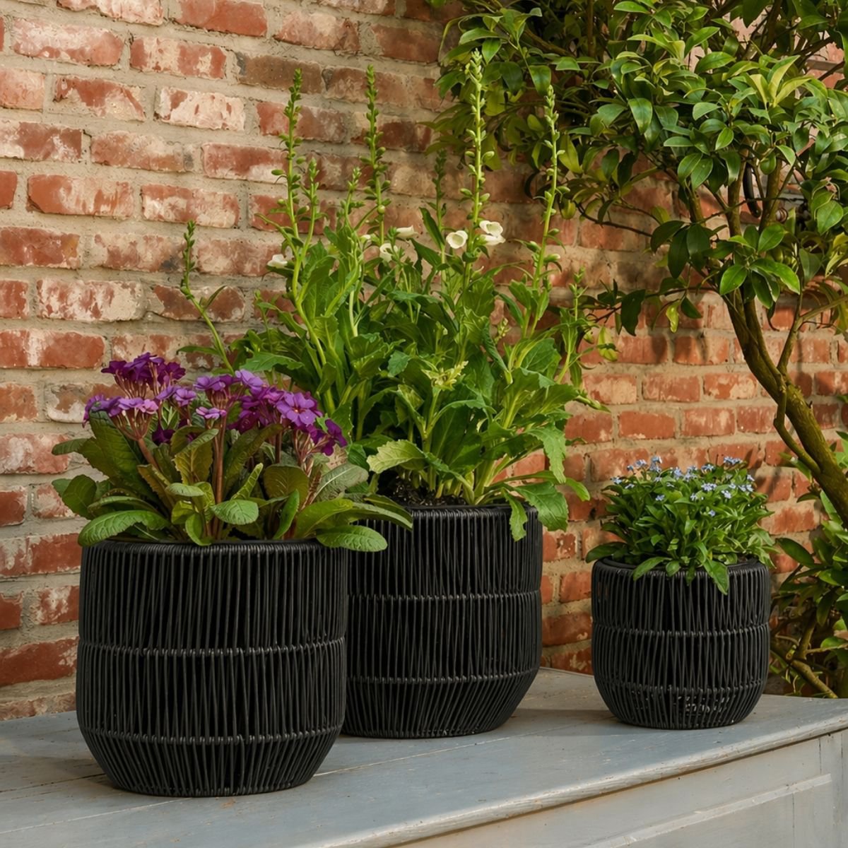 Blumentopf außerhalb Peta Black