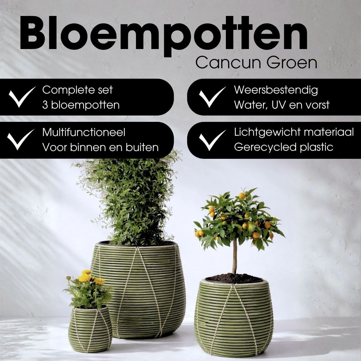 Blumentopf außerhalb von Cancun Hellgrün