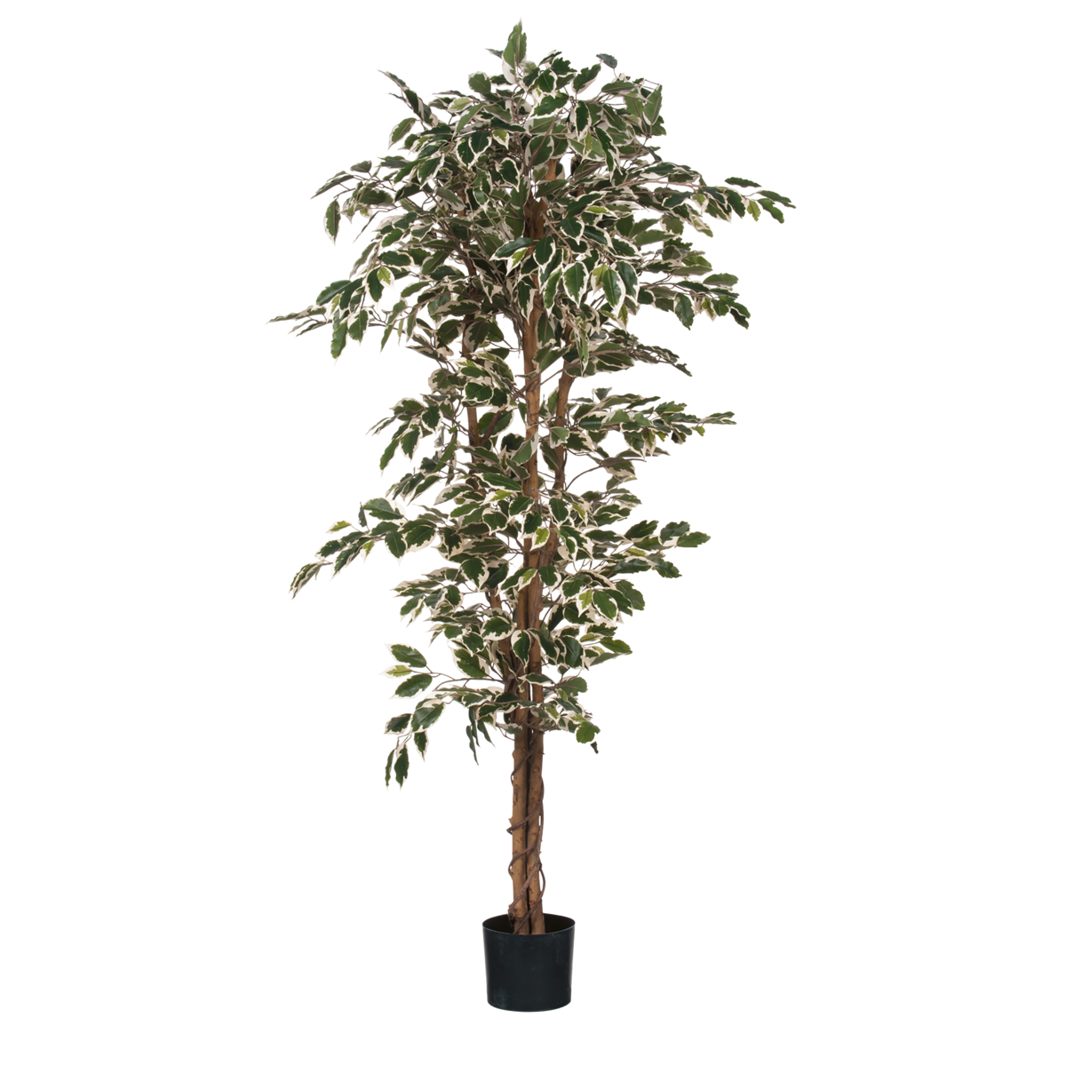 Künstliche Ficus-Pflanze – H180 x Ø90 cm – grün bunt