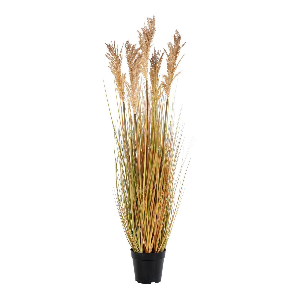 Sorghum-Gras