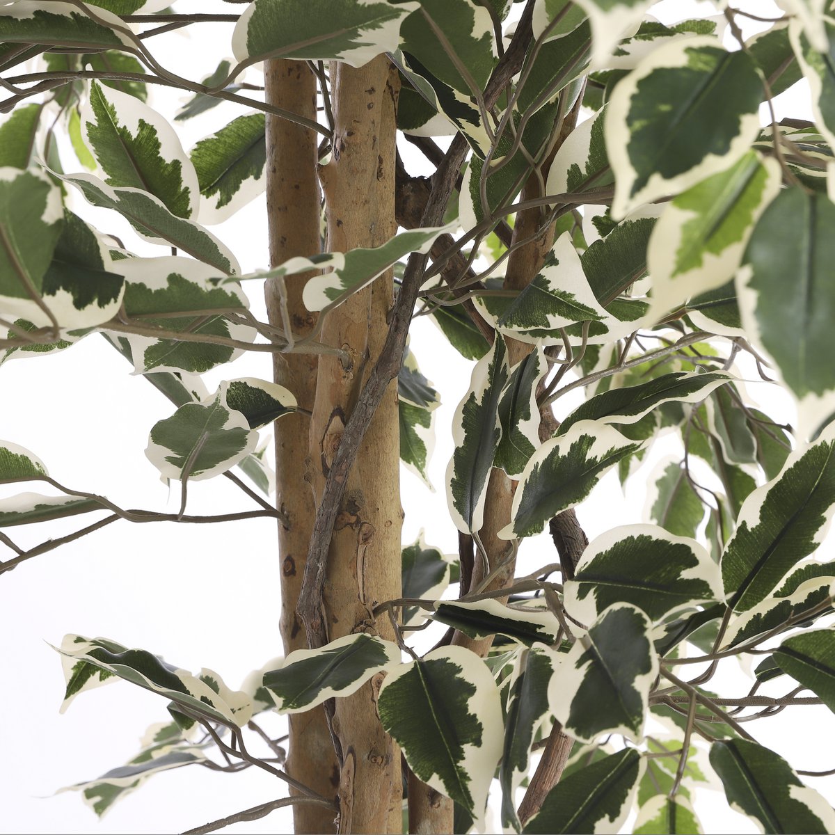 Künstliche Ficus-Pflanze – H180 x Ø90 cm – grün bunt
