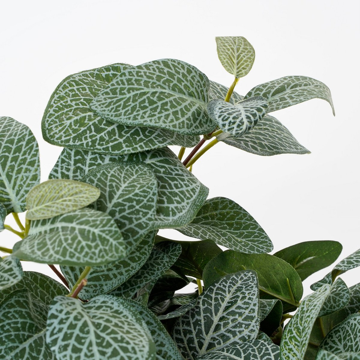Fittonia Künstliche Hängepflanze – L15 x B20 x H54 cm – Grün